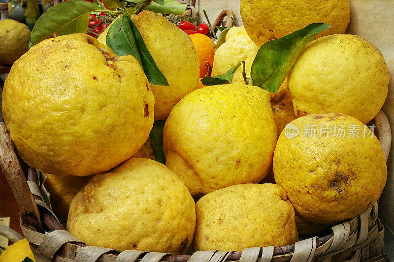 种植在意大利阿马尔菲海岸的柠檬