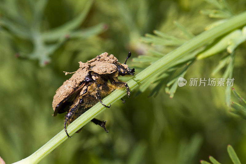 泥覆盖甲虫攀爬植物茎