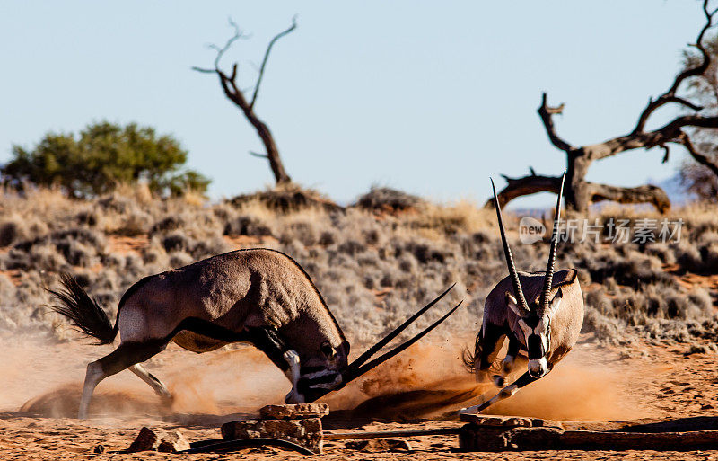 在纳米比亚与大羚羊搏斗