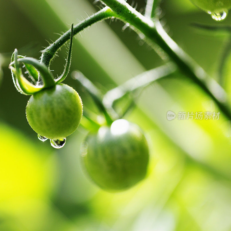 雨滴在绿色的樱桃番茄在花园里。