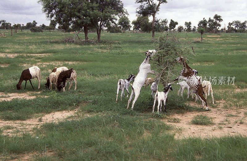 在西非布吉纳法索沙化的亚滕加放牧的山羊灌木