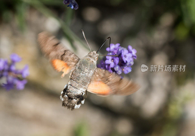 悬停蜂鸟雕蛾