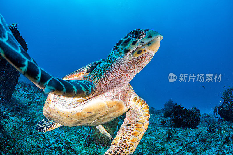 海里的海龟