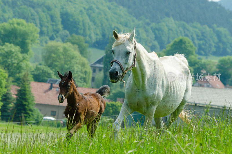 阿拉伯骏马-疾驰的母马和小马驹