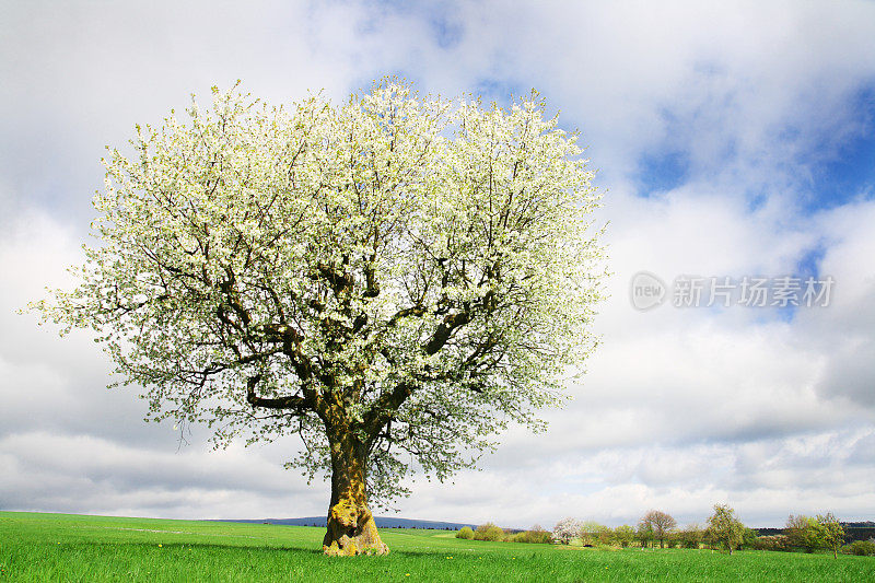 初春绿色草地上的一棵盛开的樱桃树