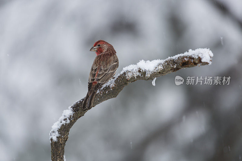 雄性家雀栖息在积雪的树枝上