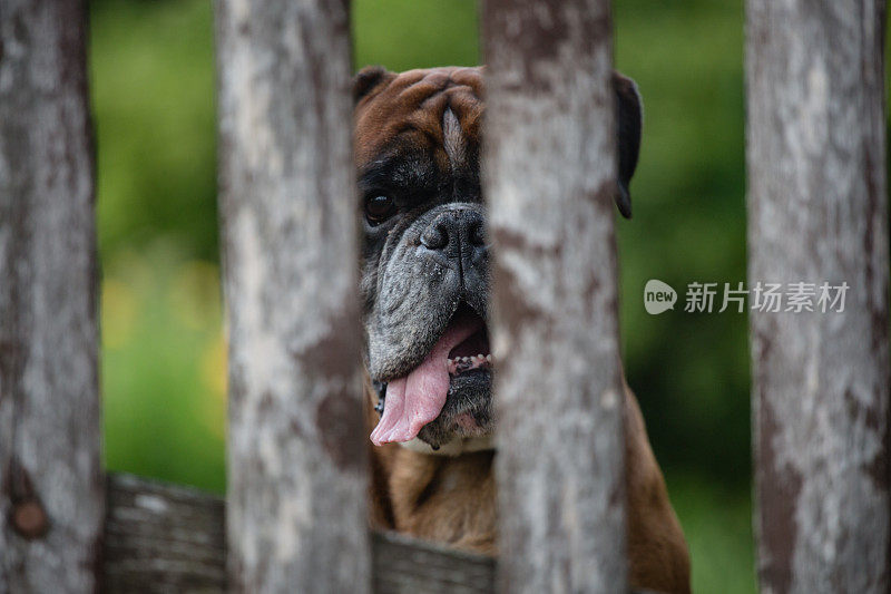 拳师犬透过木栅栏窥视。
