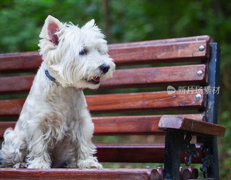 Westie坐在板凳上