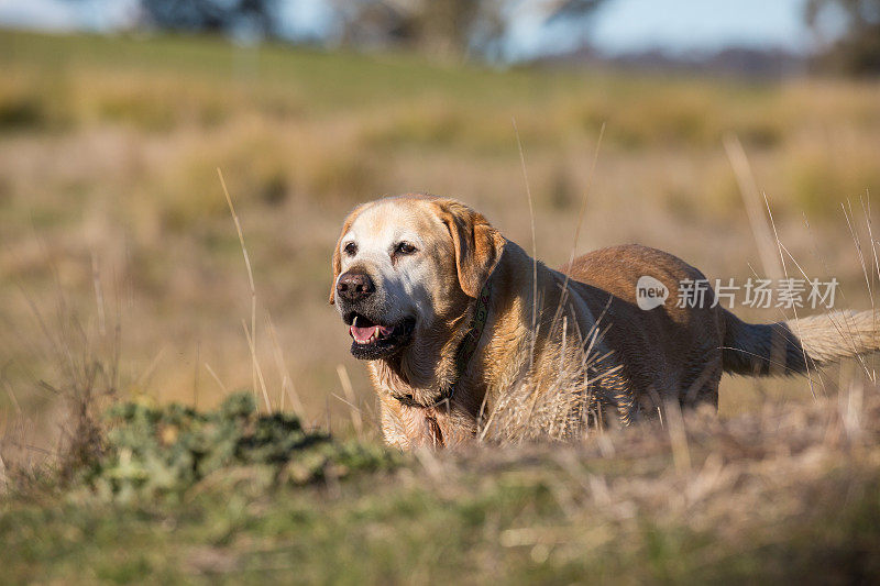 忠实的老拉布拉多犬在澳大利亚的乡村阳光下晒太阳
