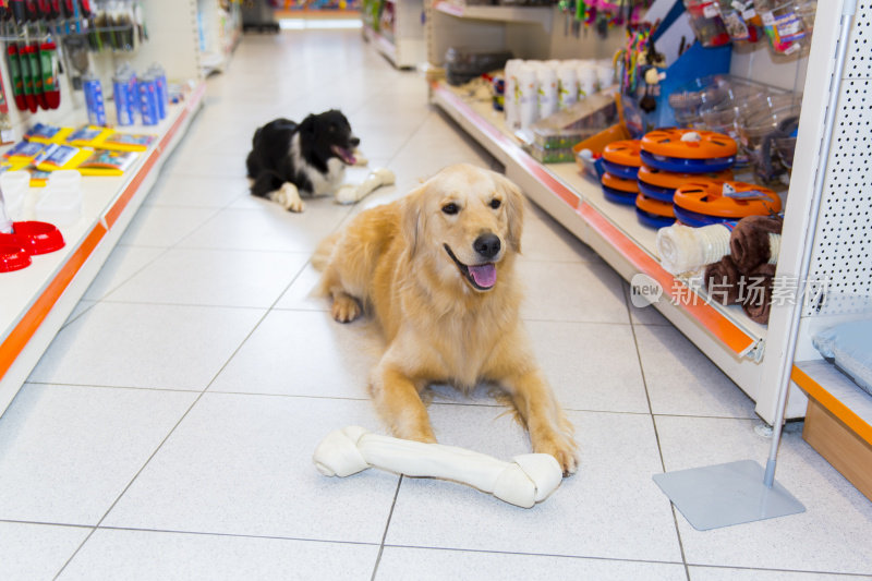 可爱的金毛猎犬和大宠物骨头在宠物店…边境牧羊犬就在他身后，躺着