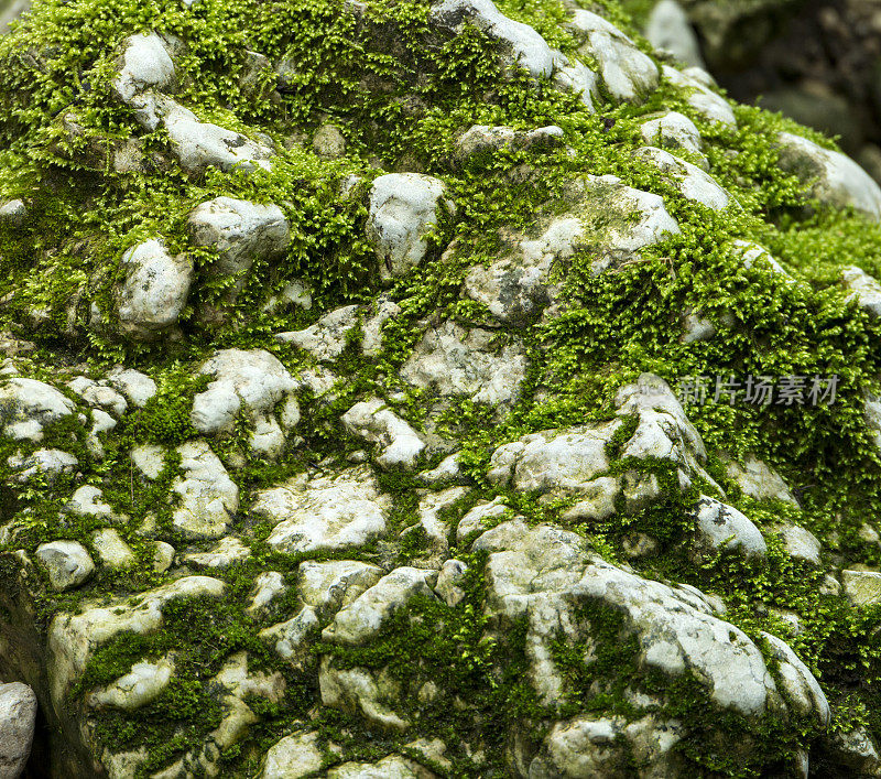 瑞士索罗图恩Verenaschlucht的石灰岩上覆盖着苔藓。