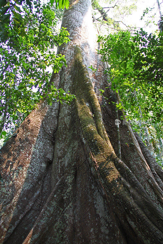 秘鲁:亚马逊热带雨林