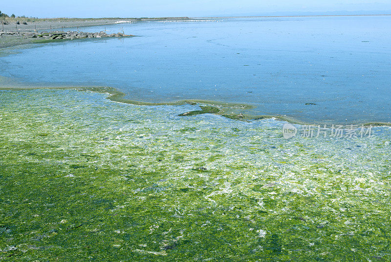 华盛顿州的海藻和成群的加州海鸥