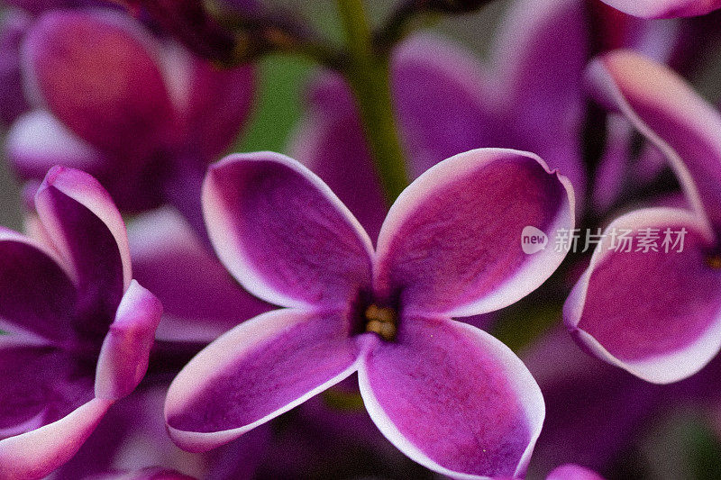 丁香花的特写