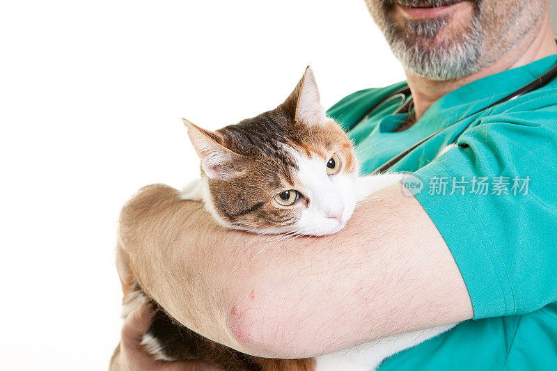 兽医和猫