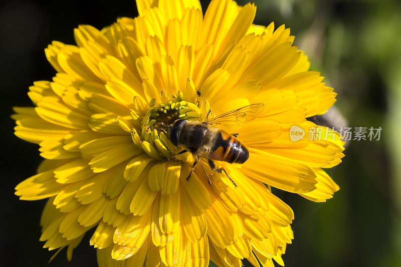 黄花与蜜蜂