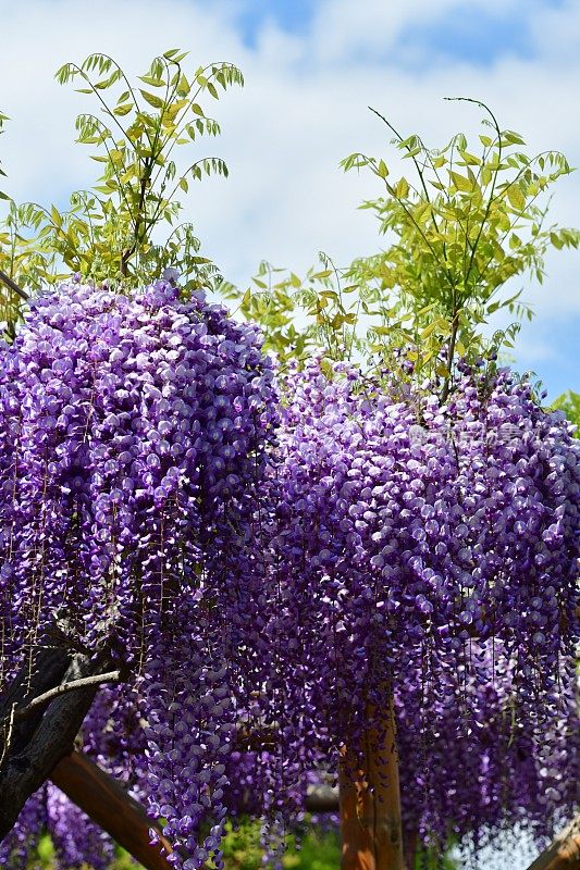 日本紫藤花