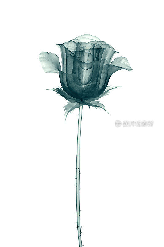x射线图像的一朵花孤立在白色，玫瑰