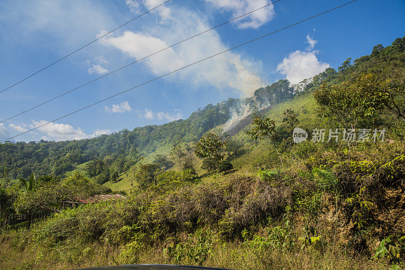 多雾天气时生长在山上的树木