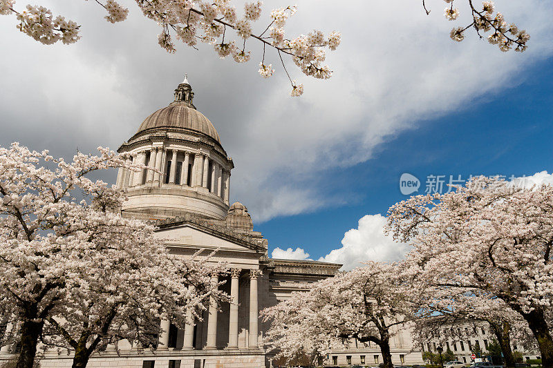 华盛顿州首府奥林匹亚春天樱花盛开