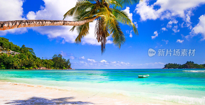 完美的热带风光，绿松石般的大海上有棕榈树