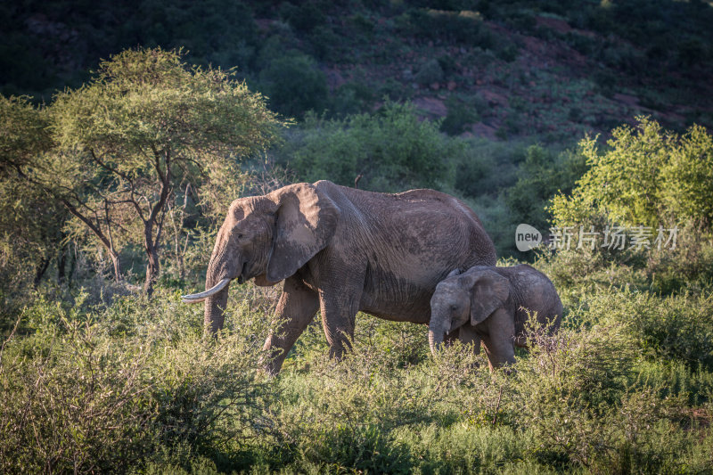 非洲野生动物园里的大象妈妈和小象