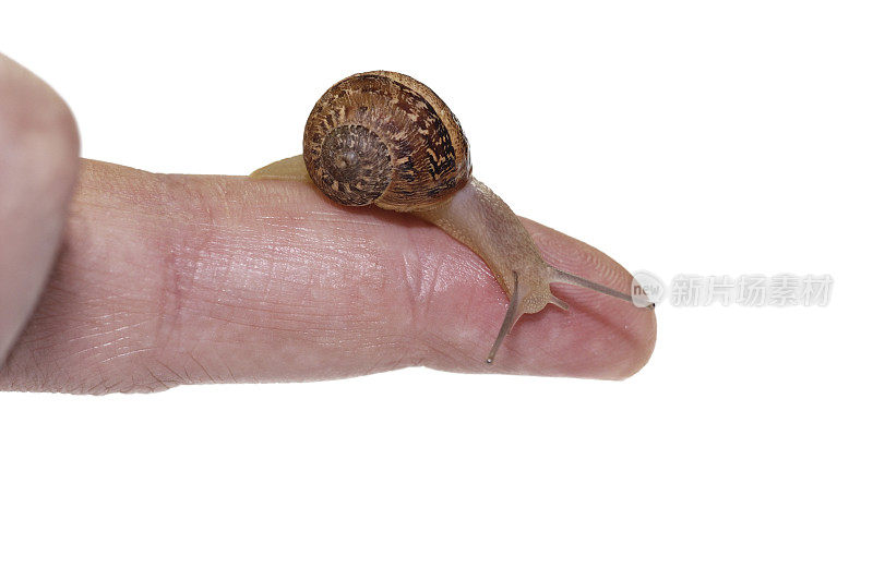蜗牛和手指