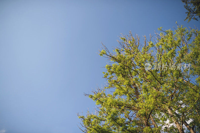 绿树的树冠映衬着蓝天