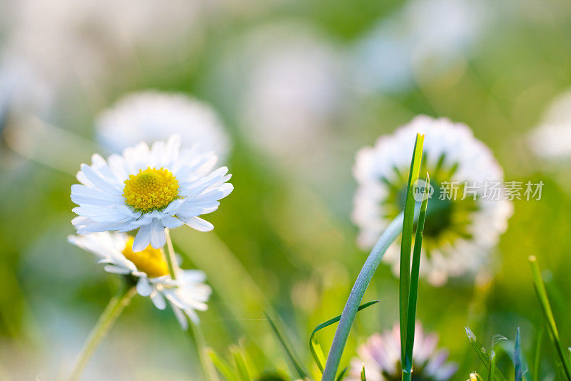 雏菊花