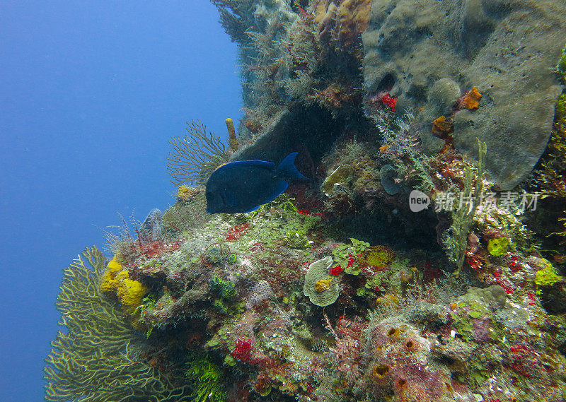 加勒比海海底深处的珊瑚礁和海洋生物