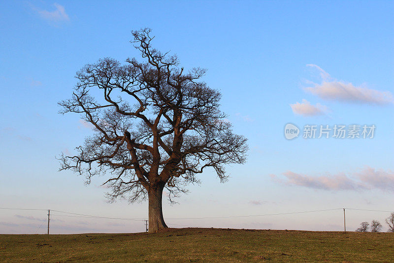 冬日里一棵孤零零的英国橡树，天空湛蓝
