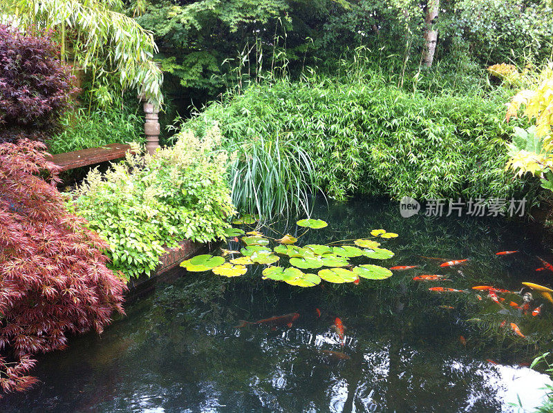 家中花园中的锦鲤池