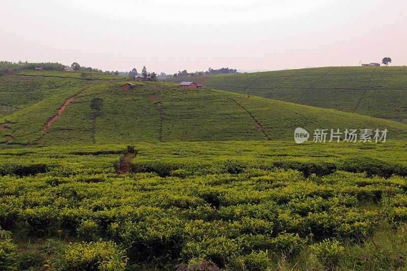 乌干达:茶园