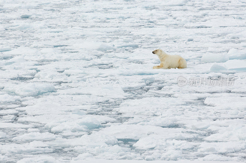 北极熊在浮冰上