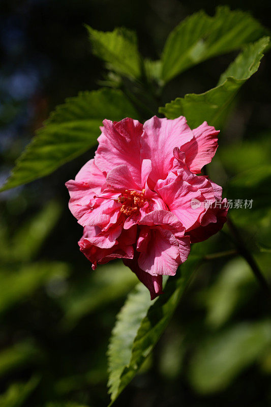 芙蓉花的粉红色