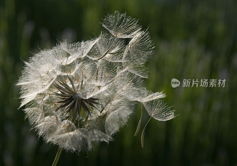 种子的形成