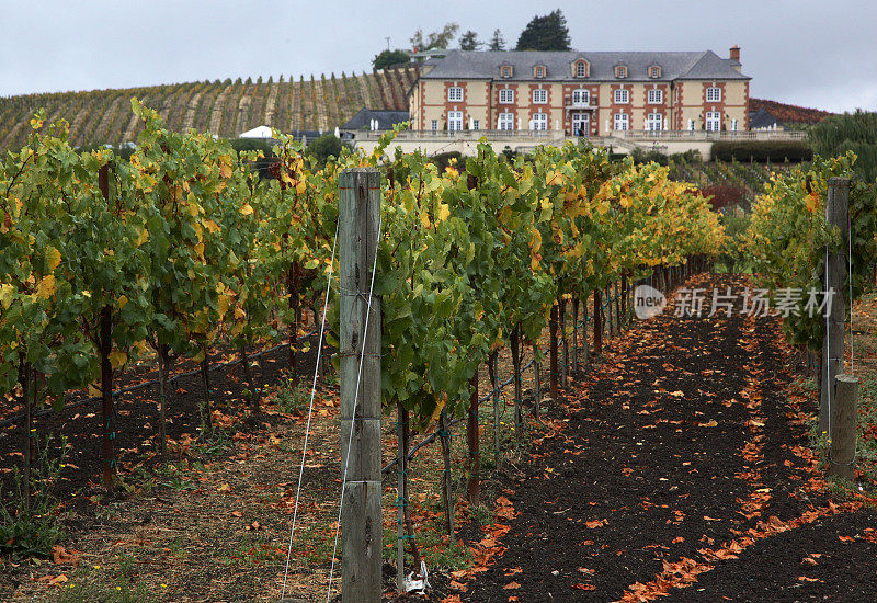 酒厂在Carneros