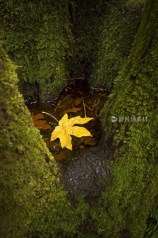 苔藓树上的黄叶