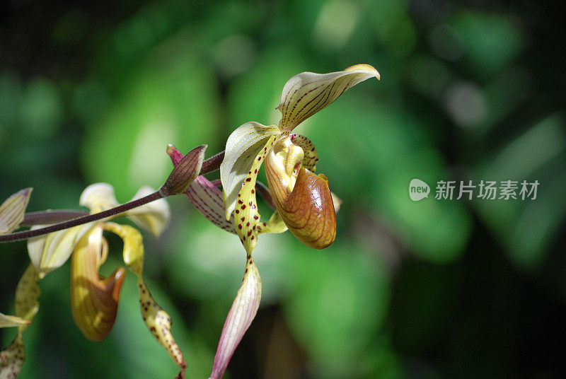 女士拖鞋兰花