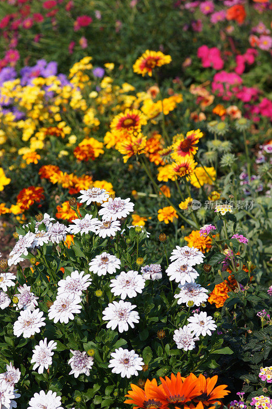 丰富多彩的summerflowers