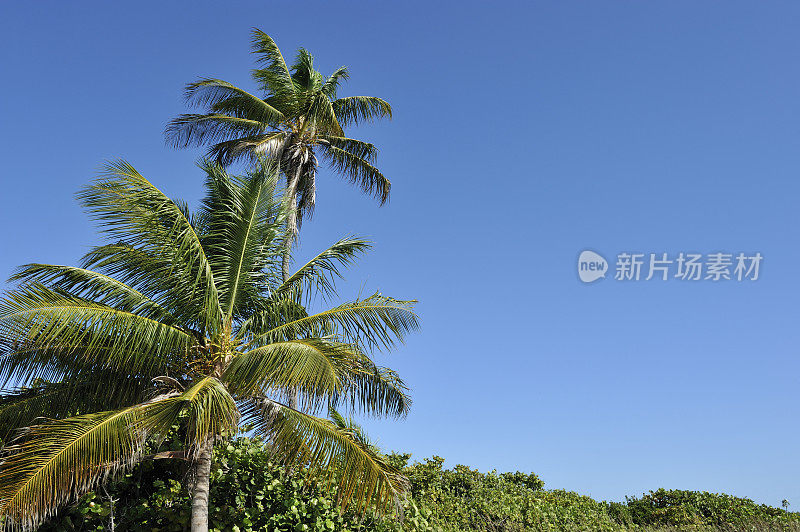 棕榈树在晴朗的天空，美丽的天在南方