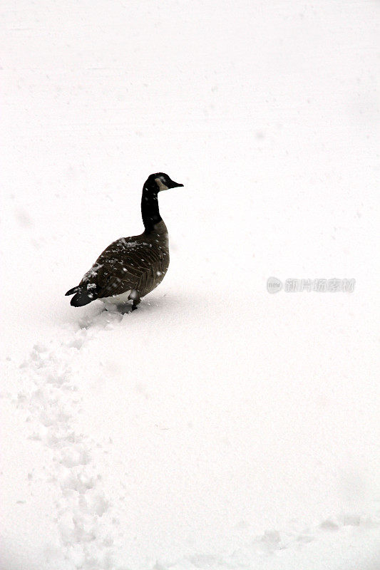 被雪困住的鹅