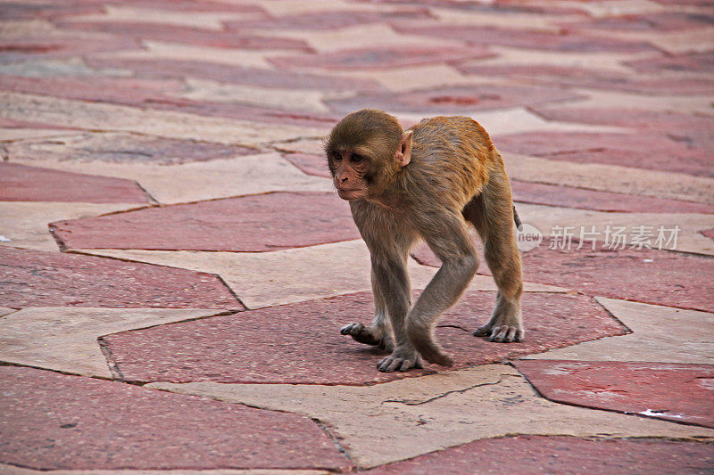 印度:泰姬陵上的恒河猴