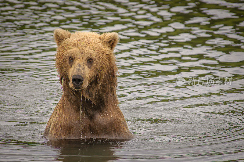 北极熊站在阿拉斯加河