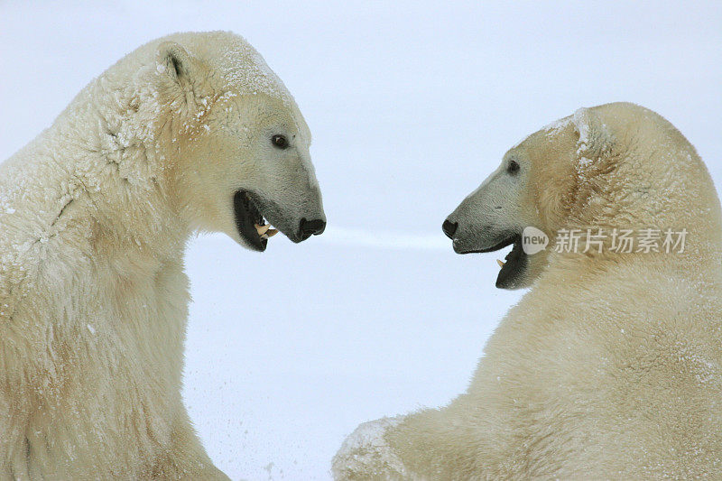 摔跤野生北极熊面对哈德逊湾马尼托巴加拿大