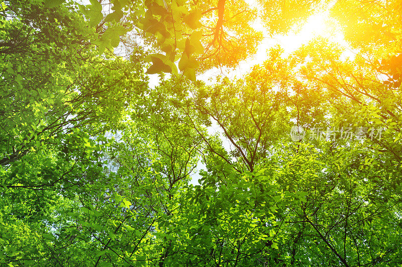 阳光下茂密的绿色森林