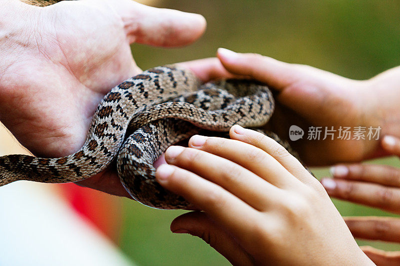 儿童触摸台湾美女，或鼠蛇，由训练员提供