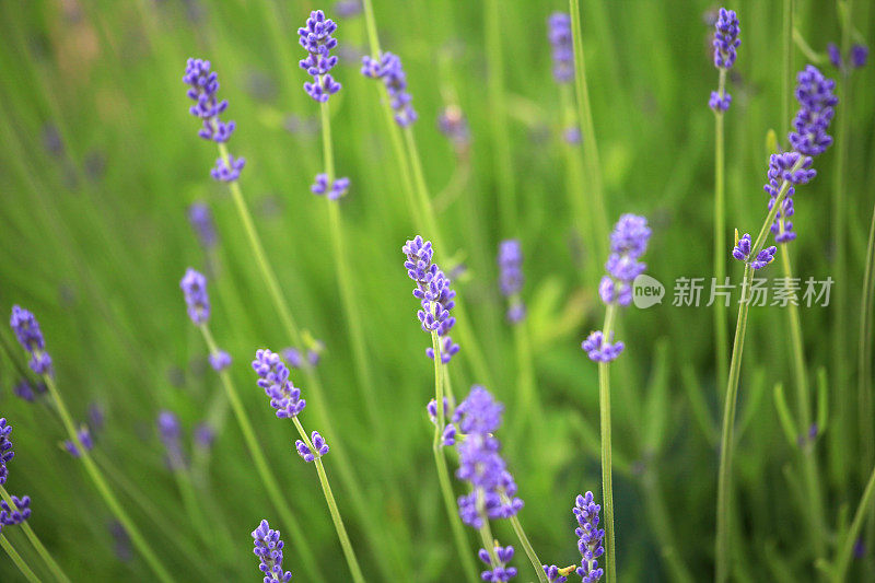 薰衣草植物芽