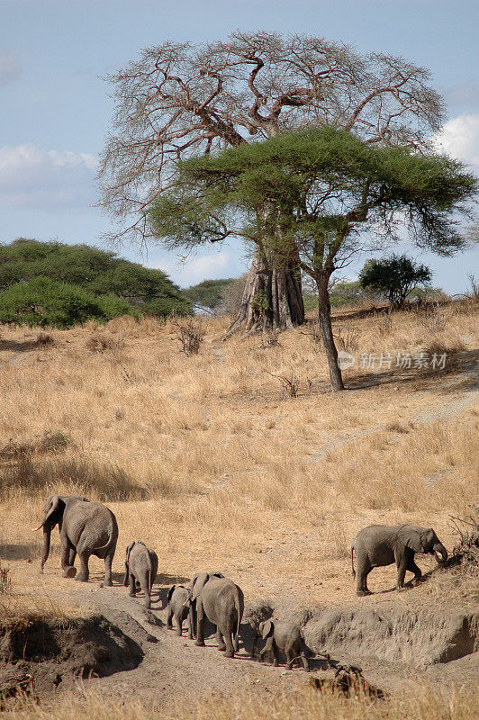 大象穿过坦桑尼亚的猴面包树