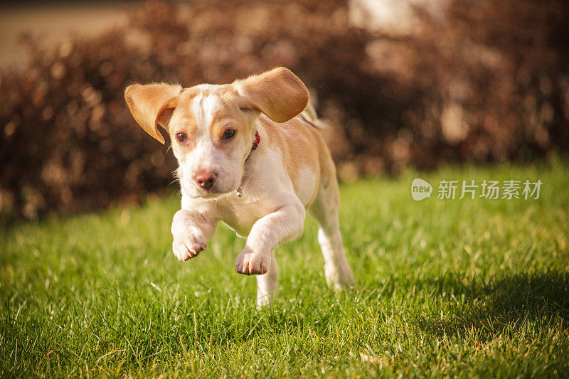 有趣的小猎犬跑